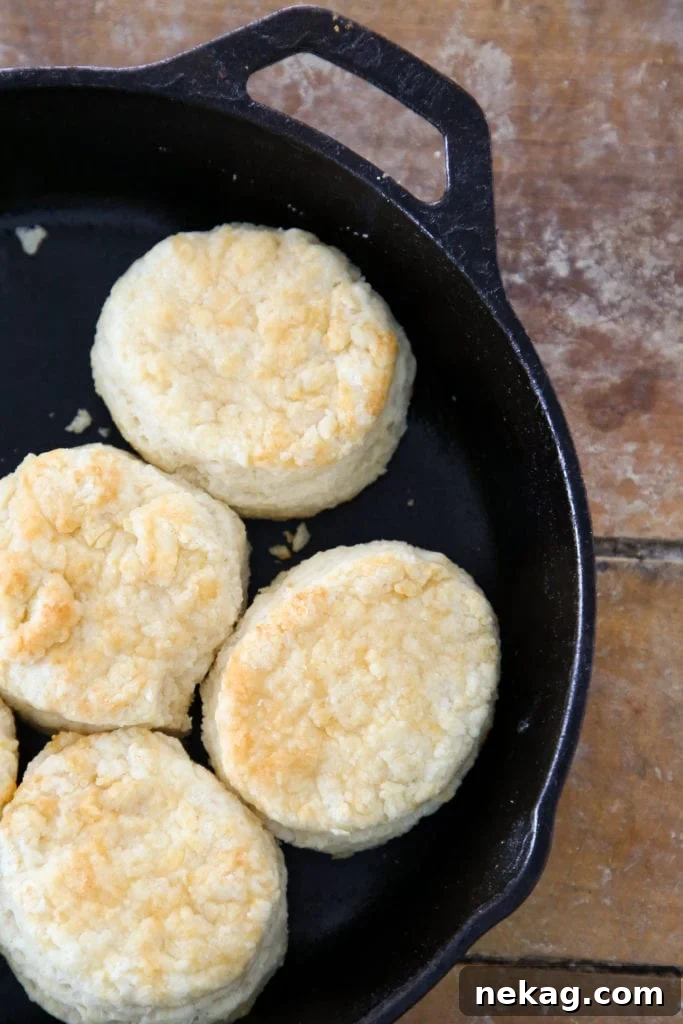 Buttermilk Biscuit Perfection 5 A baking sheet filled with freshly baked buttermilk biscuits, golden and inviting.