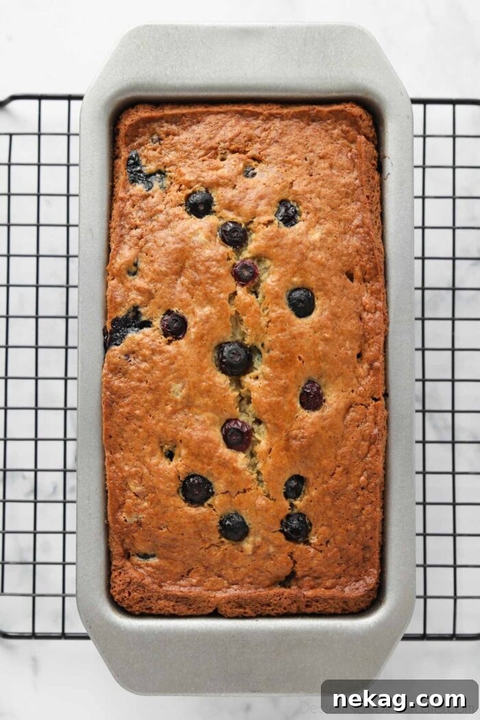 Berry-Kissed Banana Bread 6 A freshly baked loaf of blueberry banana bread with sour cream still in its baking pan, showing a golden brown crust.