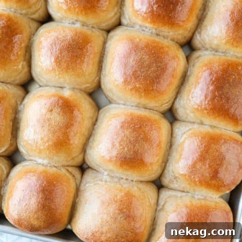 Soft Whole Wheat Dinner Rolls 2 These 100% Whole Wheat Dinner Rolls are so soft, light, fluffy and moist, with a hint of honey. Make them for holidays (Thanksgiving, Christmas, Easter, etc.) or any day!