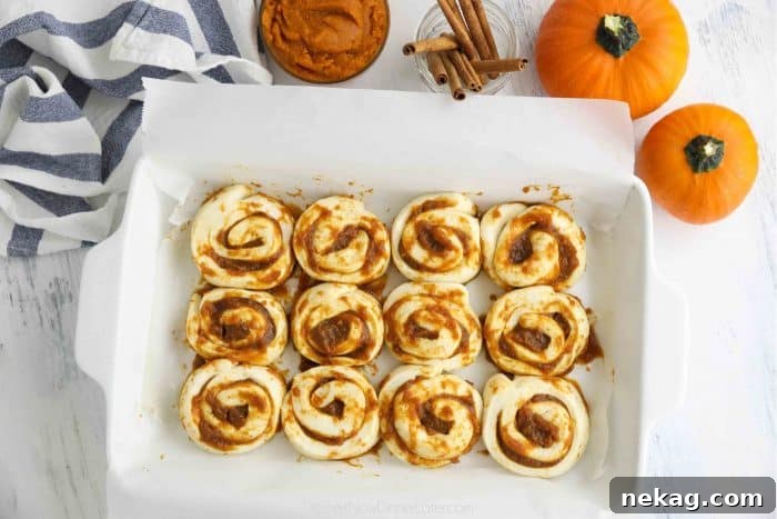 Pumpkin Pie Spiced Cinnamon Rolls 9 Pumpkin pie cinnamon rolls placed in a baking pan fitted with parchment paper, perfectly risen and ready to bake.