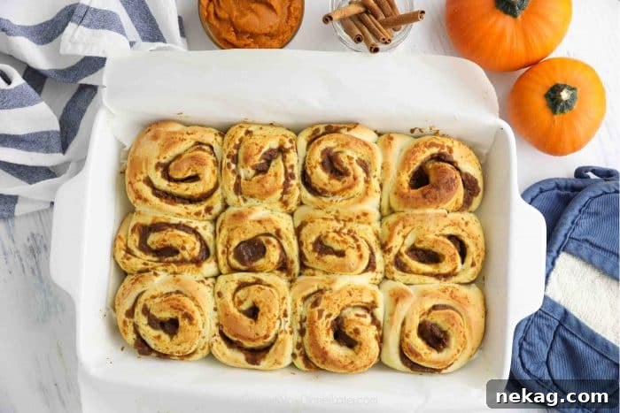 Pumpkin Pie Spiced Cinnamon Rolls 10 Freshly baked pumpkin cinnamon rolls, golden brown and puffed, cooling slightly in the baking pan.