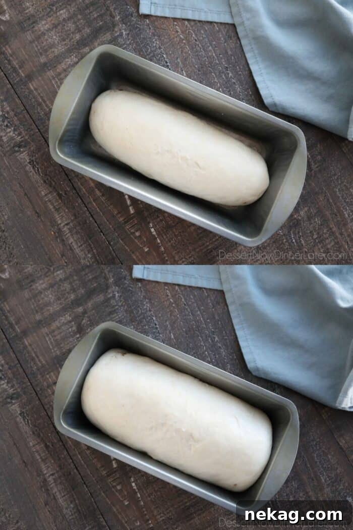 Effortless Cinnamon Swirl Delight 8 A two-image collage showing the proofing process for cinnamon swirl bread. The top image shows the dough placed seam-side down in a greased loaf pan. The bottom image shows the dough fully proofed and domed, ready for baking.