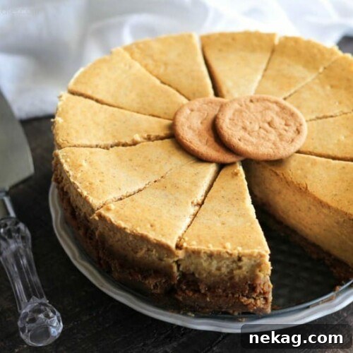 Perfect Gingersnap Pumpkin Cheesecake Minus The Cracks 10 A delicious slice of Gingersnap Pumpkin Cheesecake with a gingersnap crust, perfect for fall celebrations.