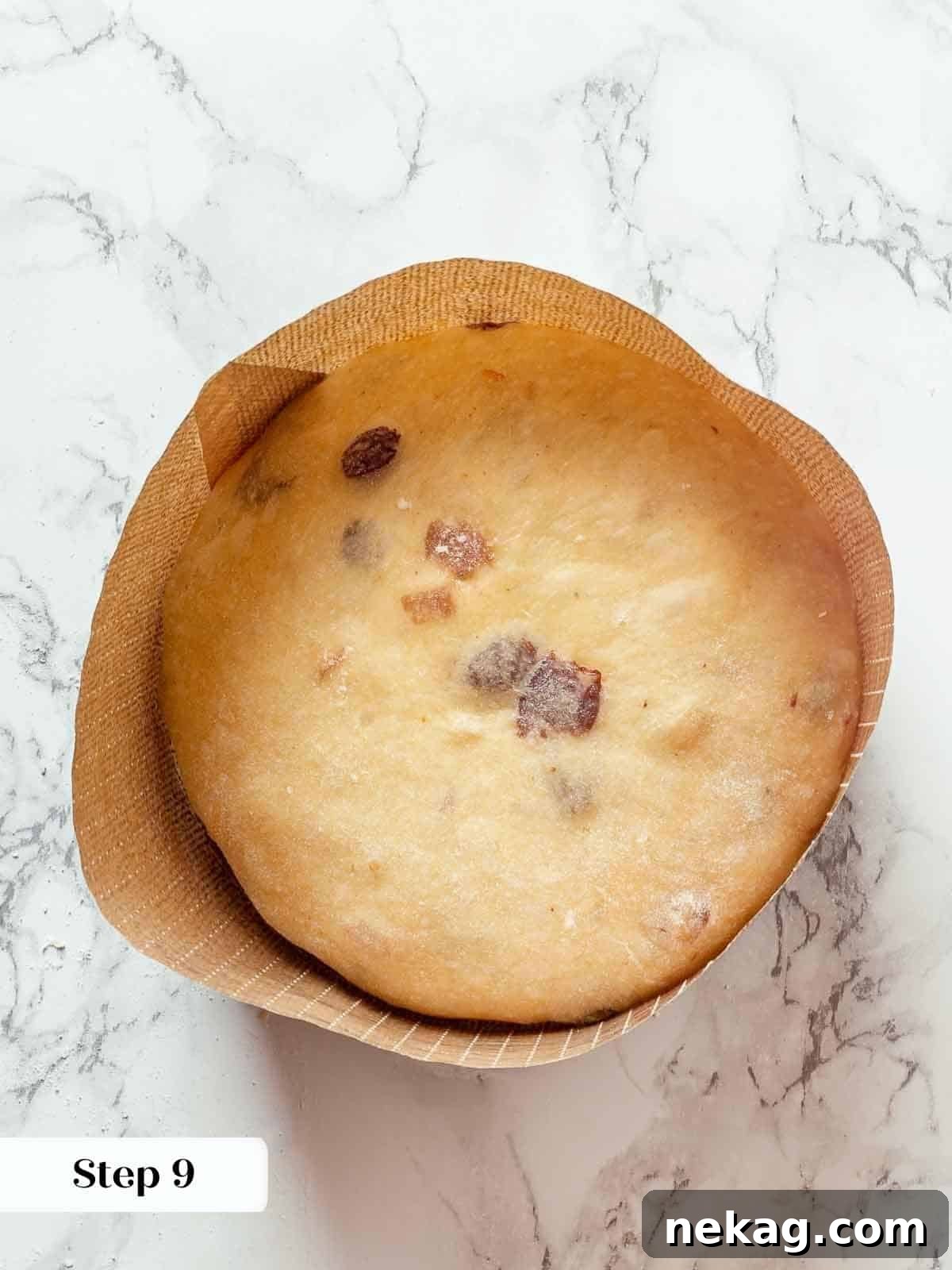Panettone dough carefully placed into a panettone paper mold, ready for its final proof.
