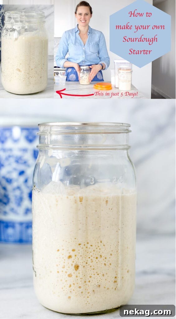 Cultivating Your Own Sourdough Starter 7 A vibrant and active sourdough starter, demonstrating readiness for baking after a successful 5-day cultivation process.