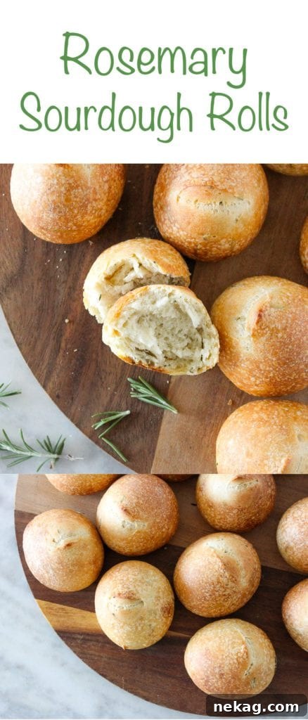 Artisan Sourdough Buns 7 Rosemary Sourdough Rolls: Soft, crunchy, and aromatic dinner rolls leavened with sourdough starter.