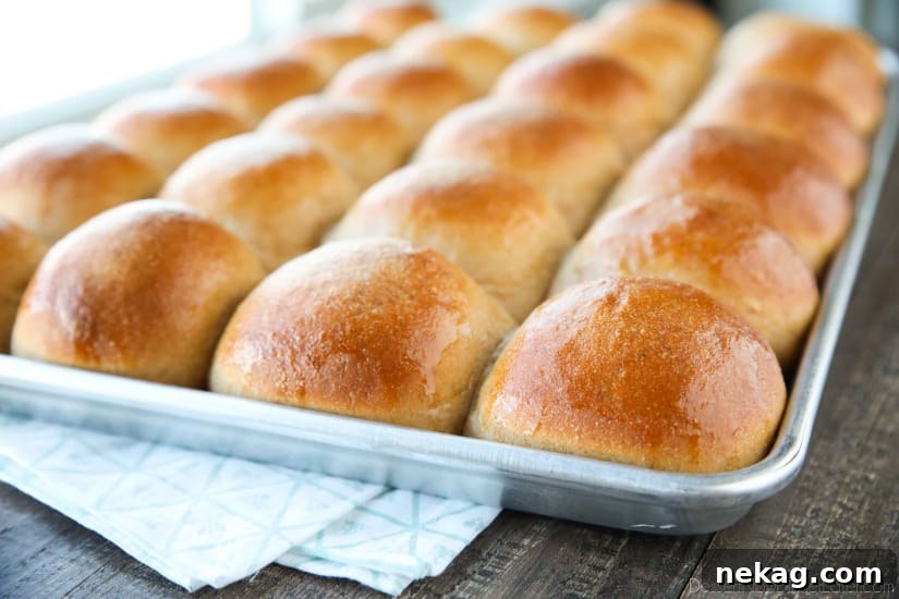 Soft Whole Wheat Dinner Rolls Recipe for Fluffy Homemade Bread 5 These 100% Whole Wheat Dinner Rolls are so soft, light, fluffy and moist, with a hint of honey. Make them for holidays (Thanksgiving, Christmas, Easter, etc.) or any day!